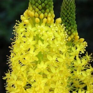 Bulbinella latifolia ssp denticulata - 5 Seed Pack