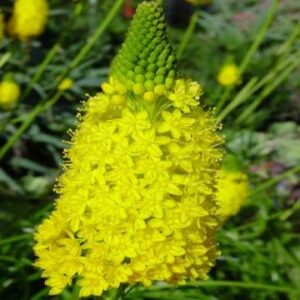 Bulbinella nutans - 5 Seed pack