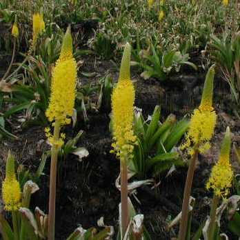 Bulbinella nutans - 5 Seed pack - Image 2