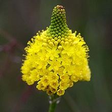 Bulbinella triquetra - 5 Seed Pack
