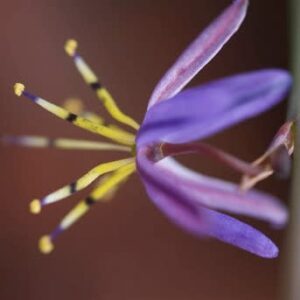Caesia contorta - Bloutjienks - 5 Seed Pack