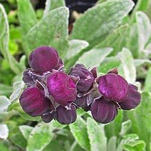 Calceolaria arachnoidea - Purple Lady's Purse, Purple Pocketbook - 25 Seed Pack - Image 3