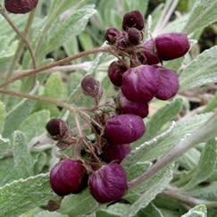 Calceolaria arachnoidea - Purple Lady's Purse, Purple Pocketbook - 25 Seed Pack - Image 4
