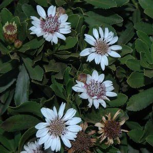 Callilepis caerulea - 5 Seed Pack - Image 2