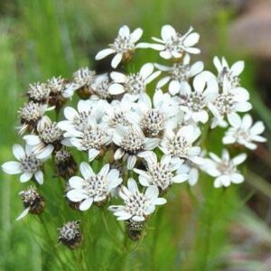 Callilepis caerulea - 5 Seed Pack