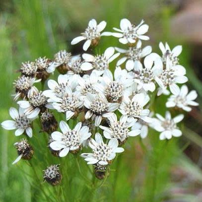 Callilepis caerulea - 5 Seed Pack