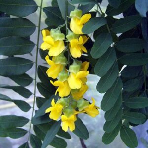 Calpurnia aurea - Natal Laburnum - 5 Seed Pack