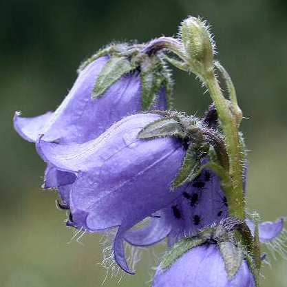 Campanula barbata - Bearded Bellflower - 20 Seed Pack