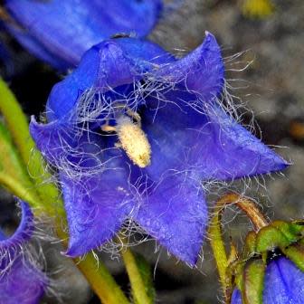 Campanula barbata - Bearded Bellflower - 20 Seed Pack - Image 3