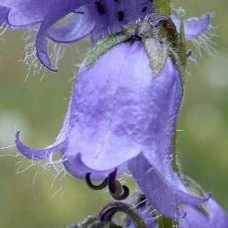 Campanula barbata - Bearded Bellflower - 20 Seed Pack - Image 4
