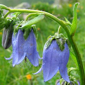 Campanula barbata - Bearded Bellflower - 20 Seed Pack - Image 5