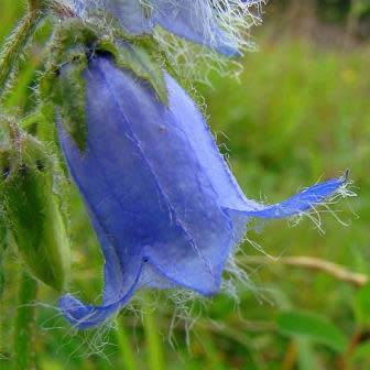 Campanula barbata - Bearded Bellflower - 20 Seed Pack - Image 6