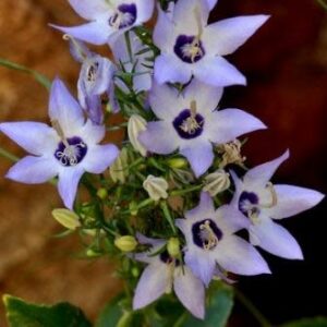 Campanula versicolor - Clove-scented Campanula - 10 Seed Pack