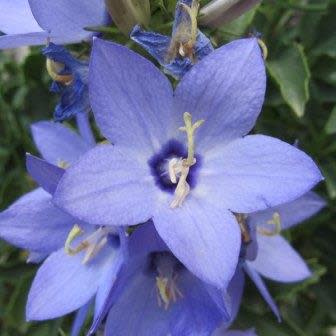 Campanula versicolor - Clove-scented Campanula - 10 Seed Pack - Image 2