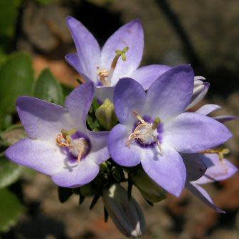 Campanula versicolor - Clove-scented Campanula - 10 Seed Pack - Image 3