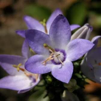 Campanula versicolor - Clove-scented Campanula - 10 Seed Pack - Image 5