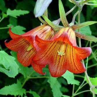 Canarina canariensis - Canary Bell-flower - 5 Seed Pack