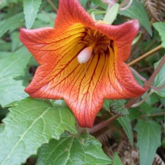Canarina canariensis - Canary Bell-flower - 5 Seed Pack - Image 2