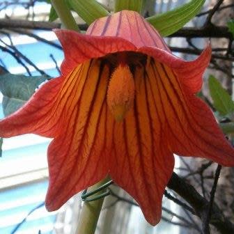 Canarina canariensis - Canary Bell-flower - 5 Seed Pack - Image 3
