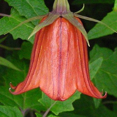 Canarina canariensis - Canary Bell-flower - 5 Seed Pack - Image 4