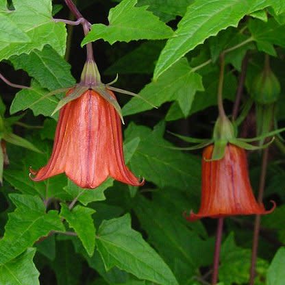 Canarina canariensis - Canary Bell-flower - 5 Seed Pack - Image 5