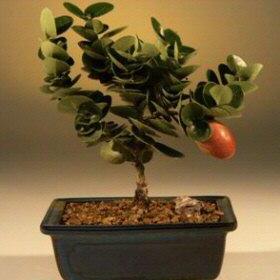 Carissa macrocarpa - Big Num-Num, Natal Plum Bonsai & Bonsai eBook - 5 Seed Pack