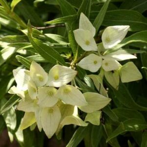 Carphalea pubescens - Cups & Saucers - 5 Seed Pack