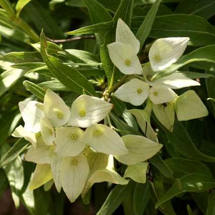 Carphalea pubescens - Cups & Saucers - 5 Seed Pack