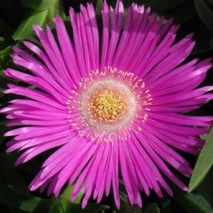 Carpobrotus acinaciformis - Hottentot Fig - 5 Seed Pack - Image 2