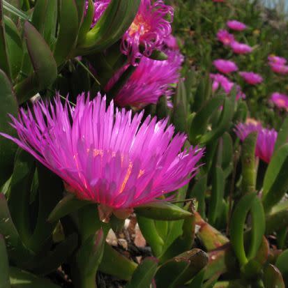 Carpobrotus acinaciformis - Hottentot Fig - 5 Seed Pack - Image 3