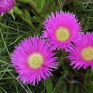 Carpobrotus acinaciformis - Hottentot Fig - 5 Seed Pack - Image 4