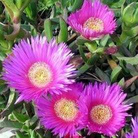 Carpobrotus acinaciformis - Hottentot Fig - 5 Seed Pack - Image 5