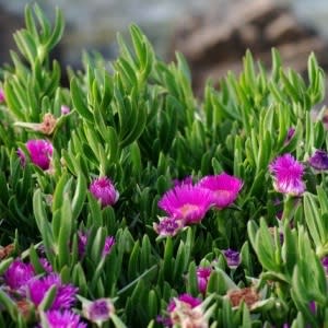 Carpobrotus acinaciformis - Hottentot Fig - 5 Seed Pack - Image 6