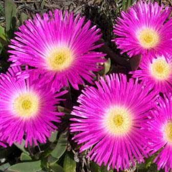 Carpobrotus muirii - Dwarf Sourfig; Dwerg Suurvy - 5 Seed Pack