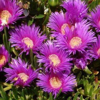 Carpobrotus muirii - Dwarf Sourfig; Dwerg Suurvy - 5 Seed Pack - Image 2