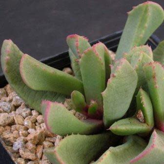 Carruanthus peersii - 5 Seed Pack