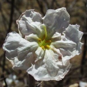 Catophractes alexandri - Trumpet Thorn - 5 Seed Pack