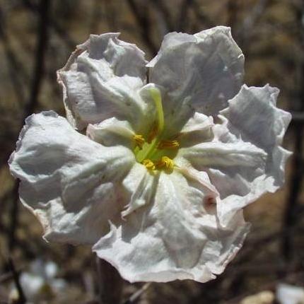 Catophractes alexandri - Trumpet Thorn - 5 Seed Pack