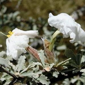 Catophractes alexandri - Trumpet Thorn - 5 Seed Pack - Image 2