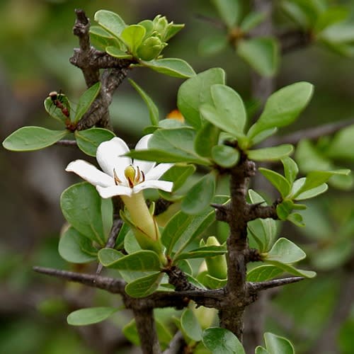 Catunaregam obovata - Coastal Bone-apple - 5 Seed Pack