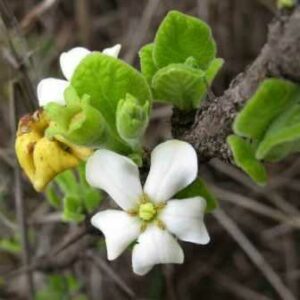 Catunaregam taylorii - Mountain Pomegranate - 10 Seed Pack