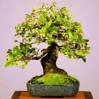 Exotic Bonsai Variety Pack No 12 - Image 5