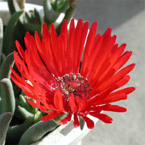 Cephalophyllum alstonii - 10 Seed Pack