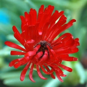 Cephalophyllum alstonii - 10 Seed Pack - Image 2