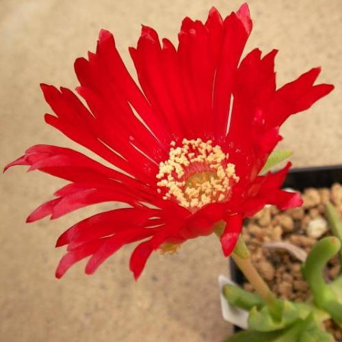Cephalophyllum alstonii - 10 Seed Pack - Image 3