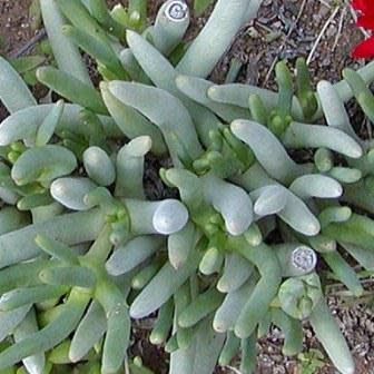 Cephalophyllum alstonii - 10 Seed Pack - Image 6