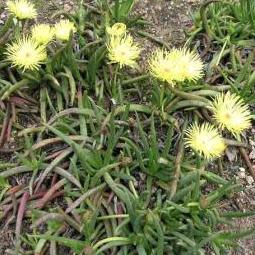 Cephalophyllum loreum - 10 Seed Pack - Image 2