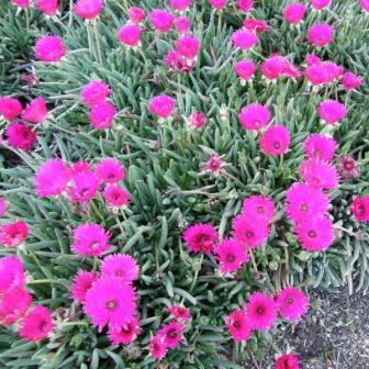 Cephalophyllum niveum - 10 Seed Pack