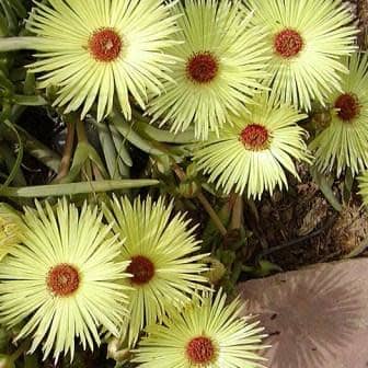 Cephalophyllum pillansii - 10 Seed Pack