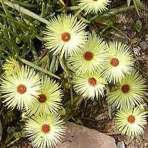 Cephalophyllum pillansii - 10 Seed Pack - Image 2